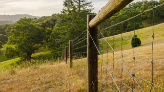 Autumn Pasture Management