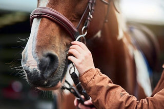 Autumn Horse Care: Keeping Your Horse Healthy, Happy & Prepared for Winter