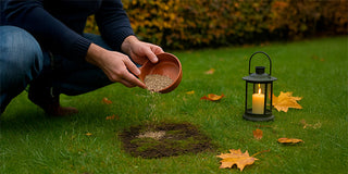 Autumn Lawn Rescue: Feed, Repair and Overseed