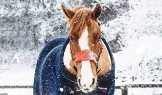 Winter Horse Care: Keeping Your Horse Healthy and Comfortable in Cold Weather