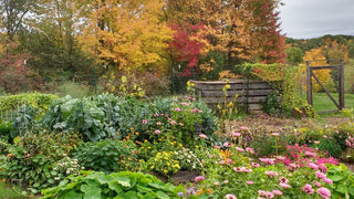 Autumn Garden Prep: Getting Ready for Winter