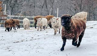 Winter Farmyard Essentials: Keeping Your Animals and Yard Running Smoothly