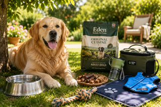 Should You Change Your Dog's Food in Summer? A Complete Guide to Healthy Summer Nutrition