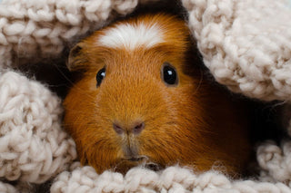 How to Keep Small Animals Warm and Healthy In Winter