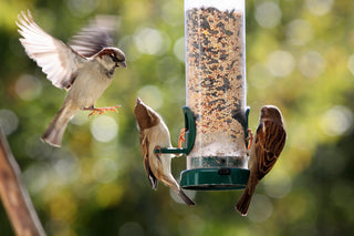 Wild Birds & Garden Animals