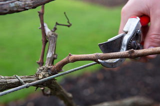 January Gardening Essentials: Plan Now, Grow Better Later