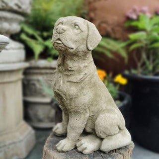 Sparta Labrador Sitting