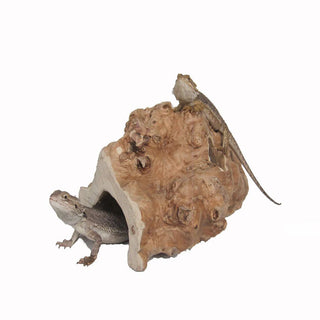 Java Reptile Half Hide