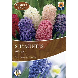 Hyacinth Mixed Pack