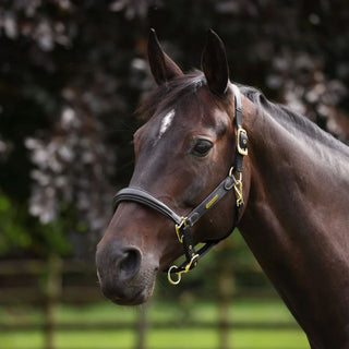 Velociti Lusso Padded Leather Headcollar