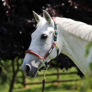 Velociti Lusso Padded Leather Headcollar