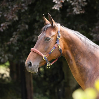 Velociti Lusso Padded Leather Headcollar