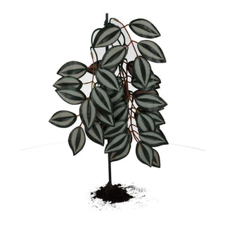 Pro Rep Silk Hanging Plant Wandering Dude