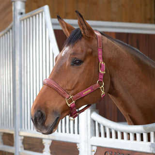 Velociti Lusso Padded Leather Headcollar