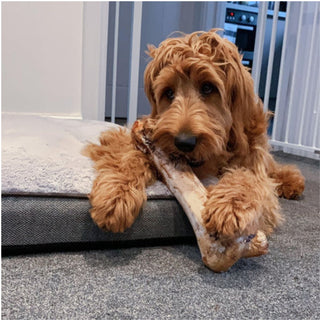 Pure Range Large Ostrich Bone