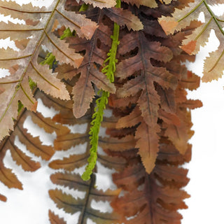 Betta Terra Orange Fern With Suction 85cm