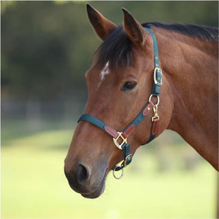 Arma Porto Headcollar