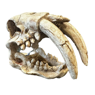 Betta Tusks Skull