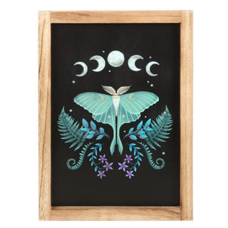 Luna Moth Framed Wall Art Print