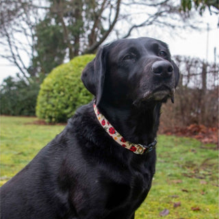 Ancol Ladybird Red Collar