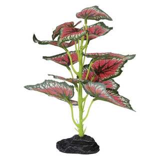 Pro Rep Terrestrial Begonia Salsa