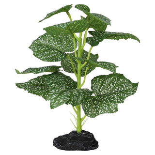 Pro Rep Terrestrial Begonia Polka Dot