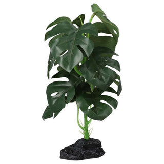 Pro Rep Terrestrial Monstera