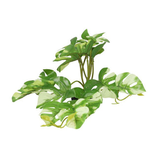 Pro Rep Terrestrial Gardenia Verigated