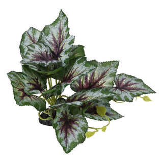 Pro Rep Terrestrial Begonia Silver Spirit