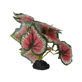 Pro Rep Terrestrial Begonia Salsa