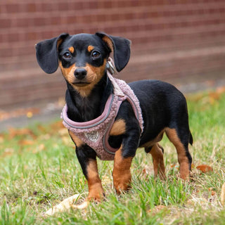 Small Bite Teddy Bear Harness