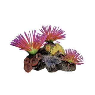 Rainbow Burst Corals On Rock