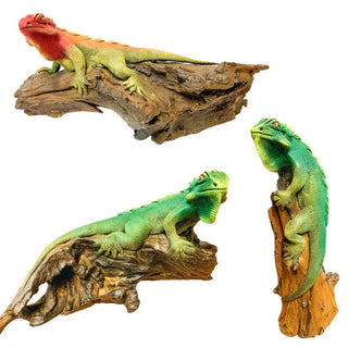 Large Iguana On Wood