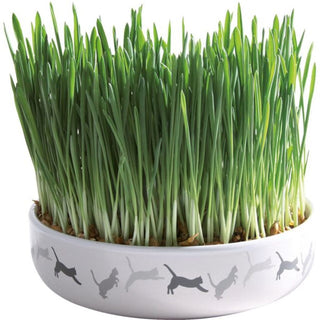 Trixie Bowl For Cat Grass Ceramic
