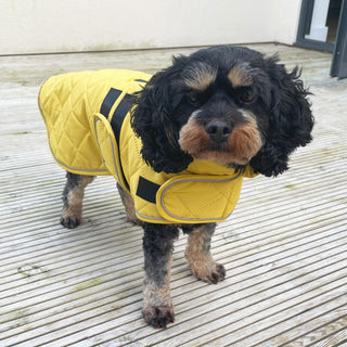 Quilted Classic Dog Coat Mustard