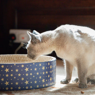 Festive Cardboard Scratcher