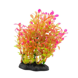 AQ Rotala Plant Pink