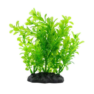 AQ Rotala Bush Green