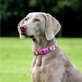 Soho Rainbow Collar