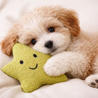 Tiny Tails Sage Stella Star Puppy Toy