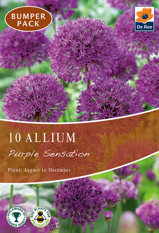 Allium Purple Sensation 10/12 10pk