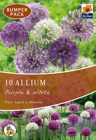 Allium Purple & White 10/12 10pk