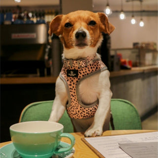 Dalmatian/Zigzag Reversible Harness