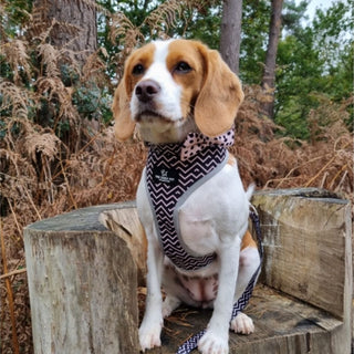 Dalmatian/Zigzag Reversible Harness