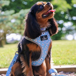 Daisy/Polka Dot  Reversible Harness