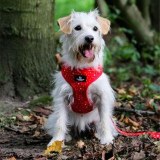 Tartan/Star Reversible Harness