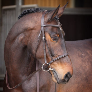 Velociti GARA Raised Cavesson Bridle