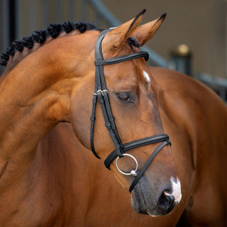 RAPIDA Padded Raised Flash Bridle