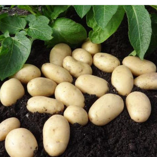 Jazzy Seed Potatoes - Salad