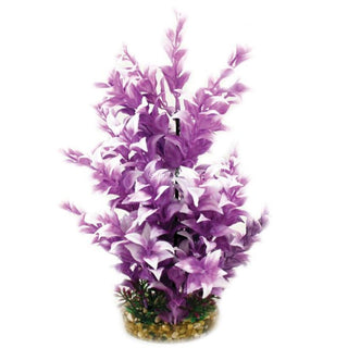 Aqua One Purple Ludwigia